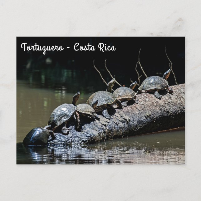 Turtles at Tortuguero National Park - Costa Rica Postcard (Front)