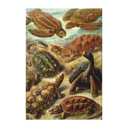 Turtles Canvas Print
