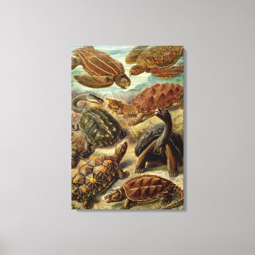 Turtles Canvas Print