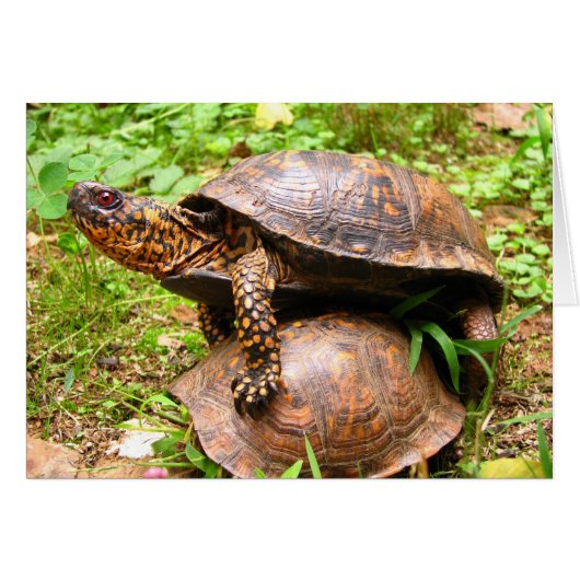 Turtles Cards (Front Horizontal)