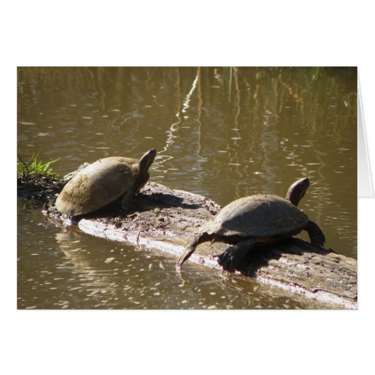Turtles Cards (Front Horizontal)