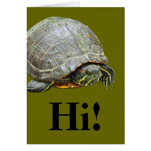 Turtle's Day Off Cards (Front)