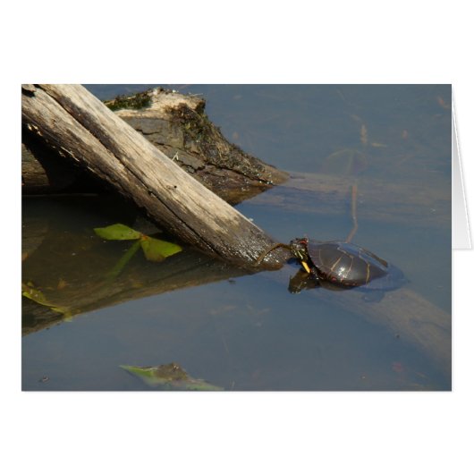 Turtle's Day Off Cards (Front Horizontal)