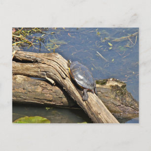 Turtle's Day Off Postcard