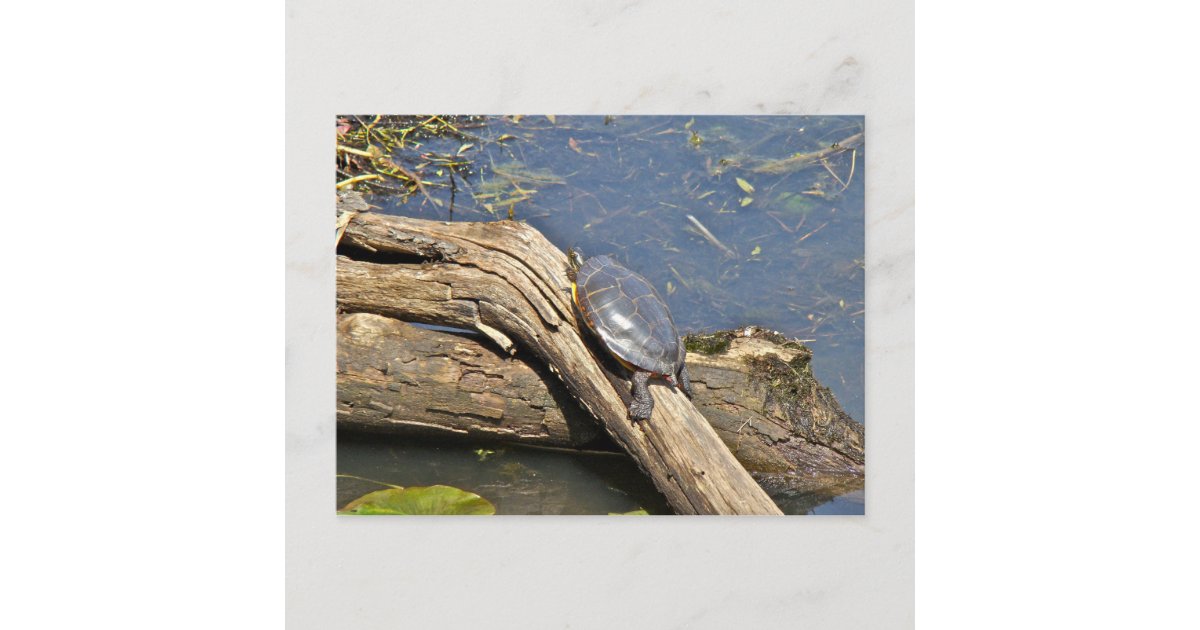 Turtle's Day Off Postcard | Zazzle