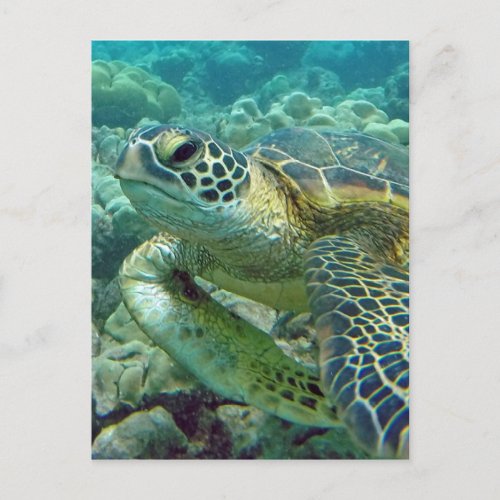 Turtles in Hawaii Postcard