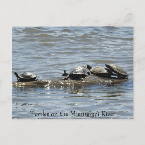 Turtles on a Log on the Mississippi River Photo Po Postcard