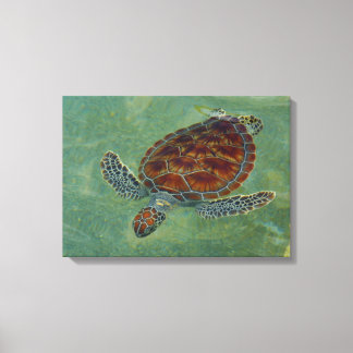 Turtles on Canvas Print