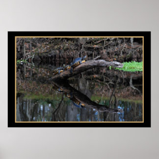 Turtles On Santa Fe River 520 Poster