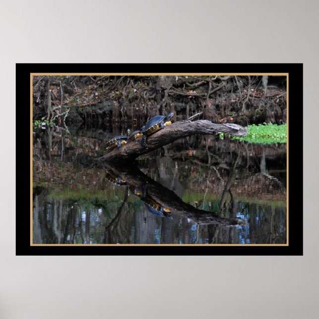 Turtles On Santa Fe River 520 Poster (Front)