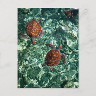 Turtles Postcard