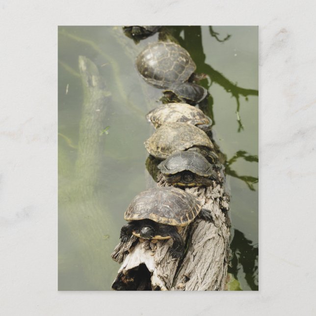 Turtles Postcard (Front)