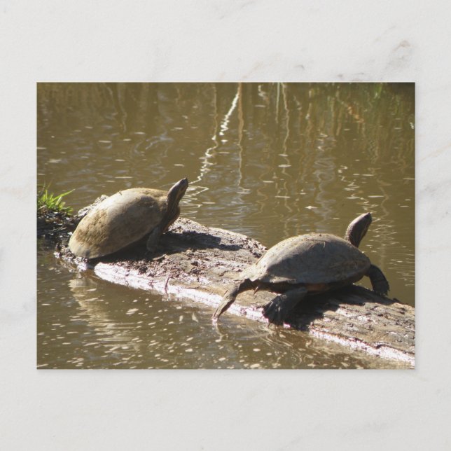 Turtles Postcard (Front)