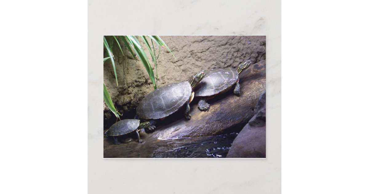 Turtles Postcard | Zazzle