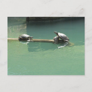 Turtles Postcard