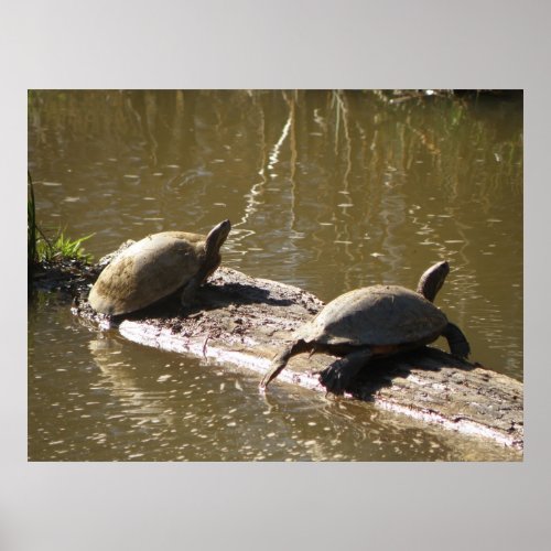 Turtles Poster