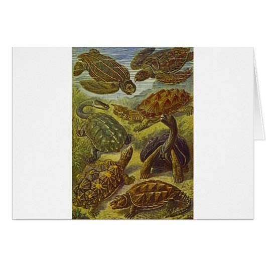 Turtles Scientific Print Cards (Front Horizontal)