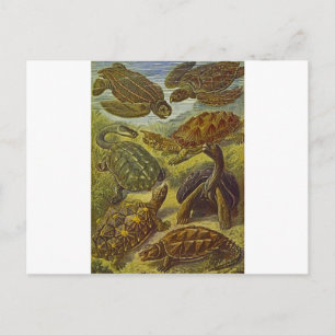 Turtles Scientific Print Postcard