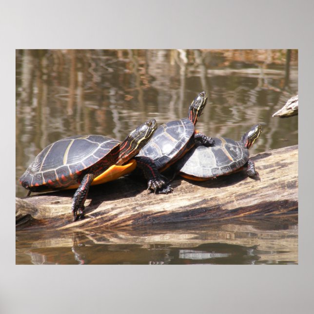 Turtles Sitting On Log Poster (Front)