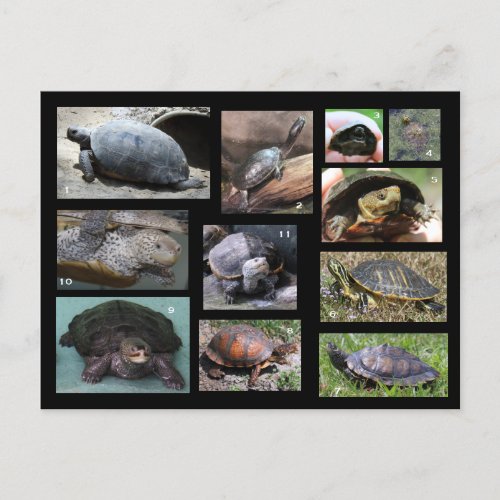 Turtles  Terrapins and Torts of SC Postcard