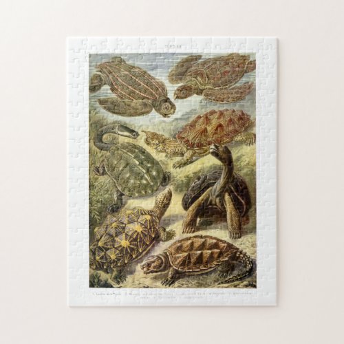 Turtles Vintage 1903 Illustrations Jigsaw Puzzle