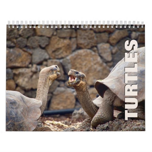 Turtles Wall Calendar