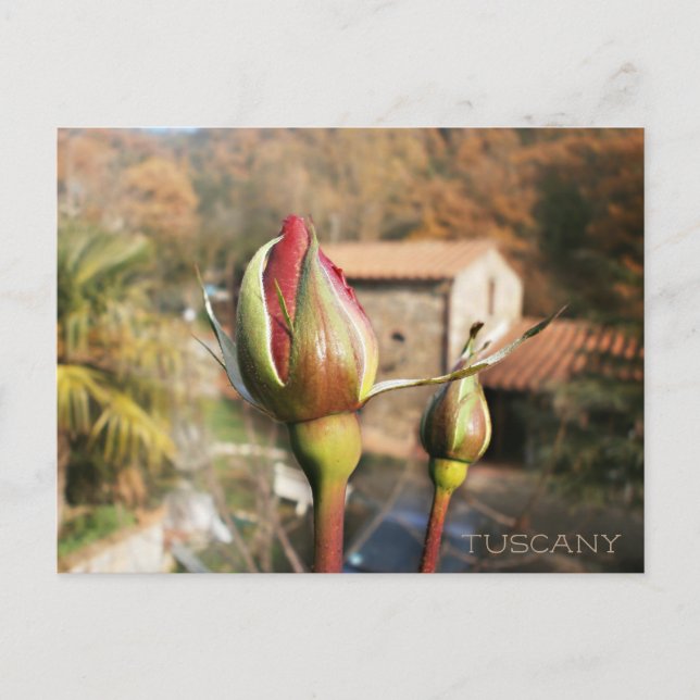 Tuscan autumn rose. Tuscany. Postcard (Front)