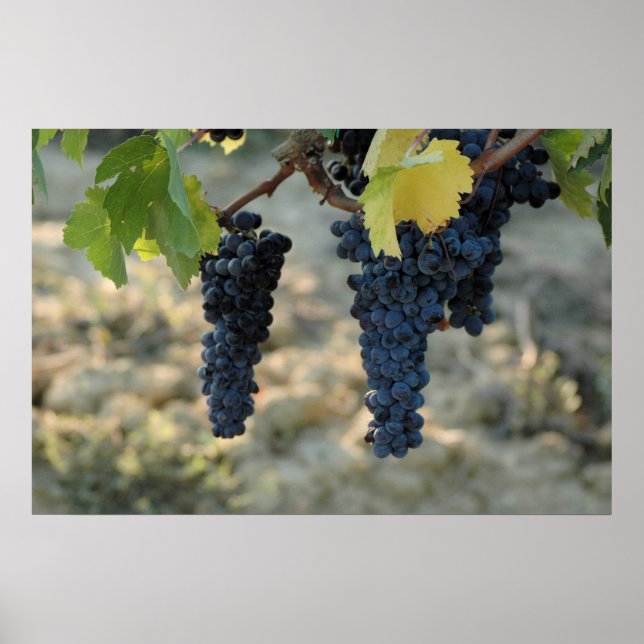 Tuscan Grapes Poster (Front)