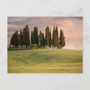 Tuscan Landscape at Sunset Postcard