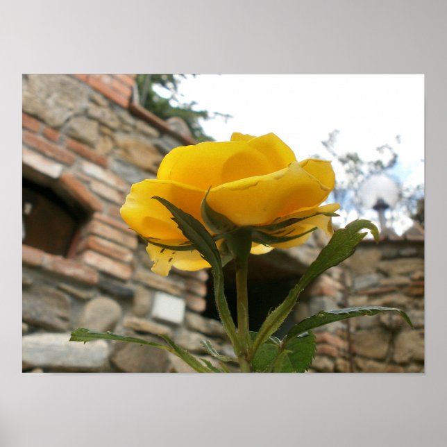 Tuscan yellow rose. poster (Front)