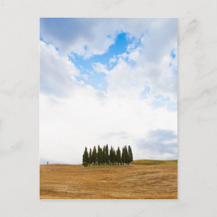 Tuscany cypress trees postcard