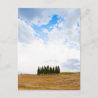 Tuscany cypress trees postcard