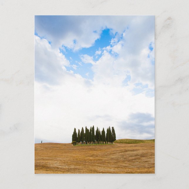 Tuscany cypress trees postcard (Front)