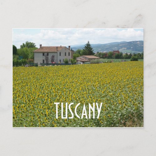 Tuscany Hillside Sunflower Field Postcard