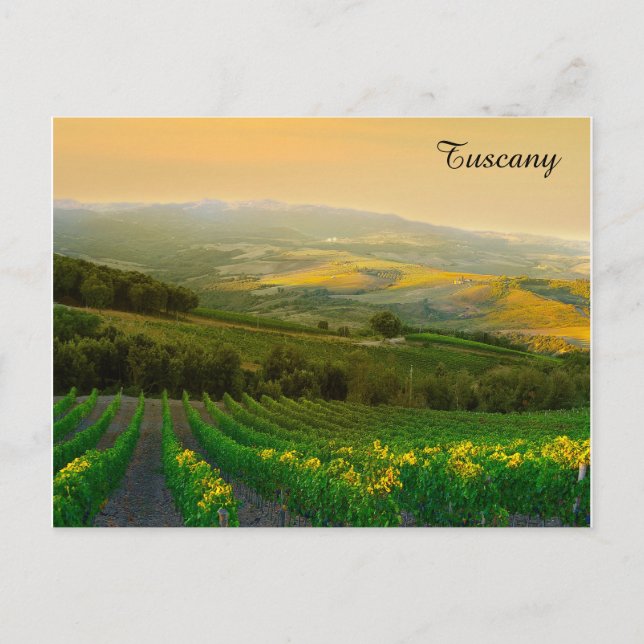 Tuscany Italy Italian Vineyard Travel Photo Postcard (Front)
