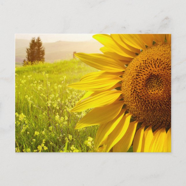 Tuscany Sunflowers Postcard (Front)