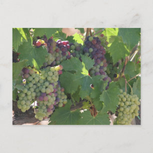 Tuscany Vineyard Postcard