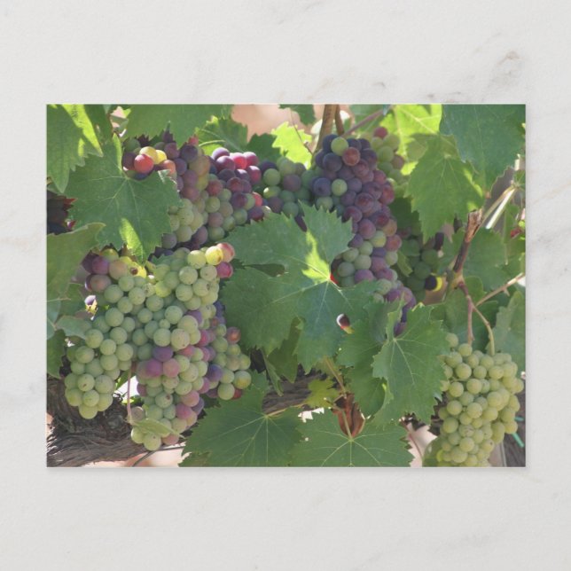 Tuscany Vineyard Postcard (Front)