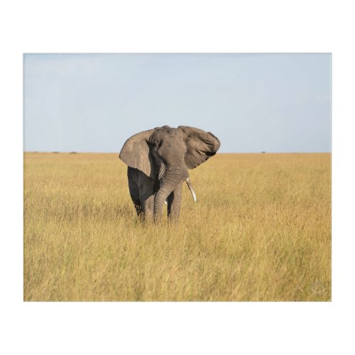 Tusker Elephant in Wild African Setting Acrylic Print