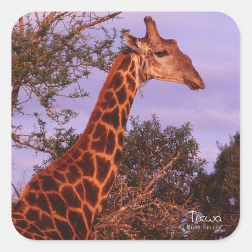 Tutwa giraffe in Botswana Square Sticker