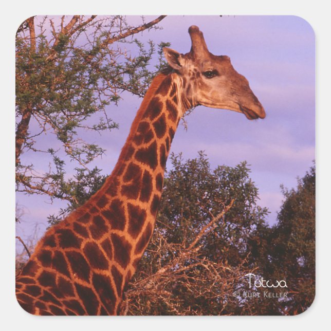 Tutwa, giraffe in Botswana, Square Sticker (Front)