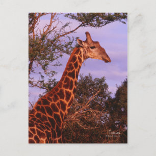 Tutwa, giraffe in Tetswana language, Postcard