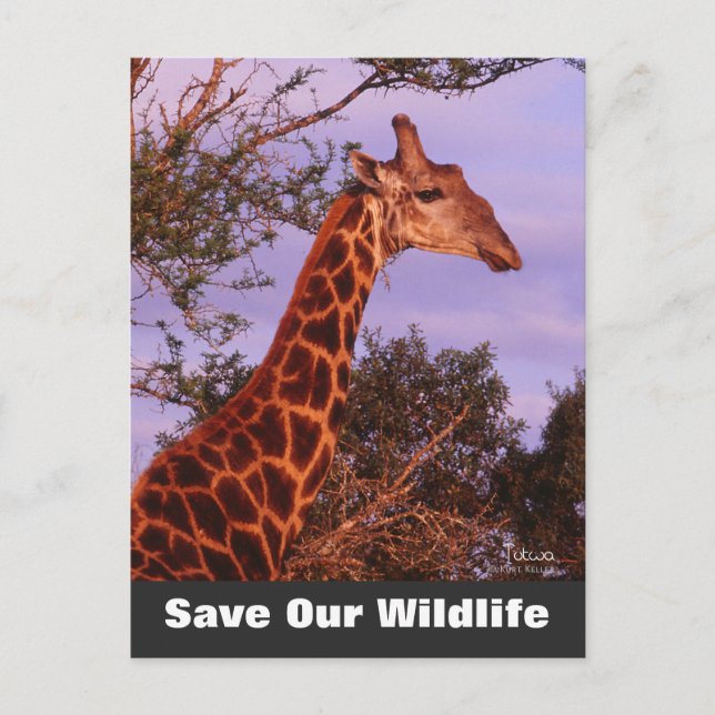 Tutwa Save Our Wildlife Postcard (Front)