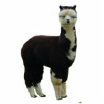 Tuxedo Alpaca Statuette<br><div class="desc">A black and white "tuxedo" alpaca is fashioned into a decorative photo sculpture alpaca llama vicuna guanaco farm ranch pet animal</div>