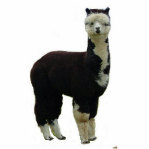 Tuxedo Alpaca Statuette