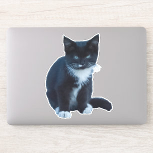 Tuxedo black and white kitten sitting and watching sticker