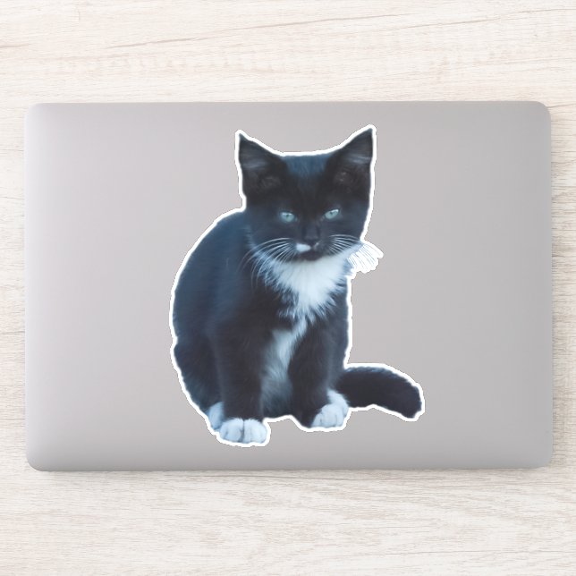 Tuxedo black and white kitten sitting and watching sticker (Computer)