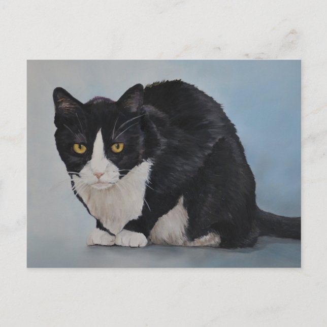 Tuxedo Black White Domestic Shorthair Cat Postcard (Front)