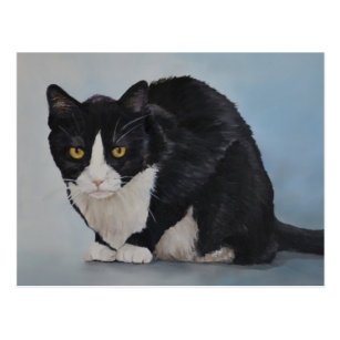 Black And White Tuxedo Cat Postcards No Minimum Quantity