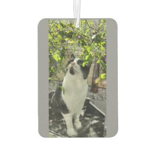 Tuxedo Cat Air Freshener
